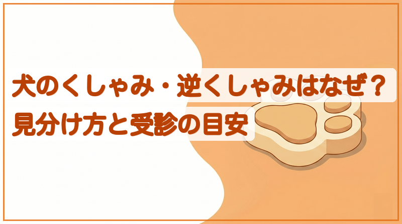 犬のくしゃみ・逆くしゃみはなぜ？見分け方と受診の目安をイメージできる記事のメイン画像