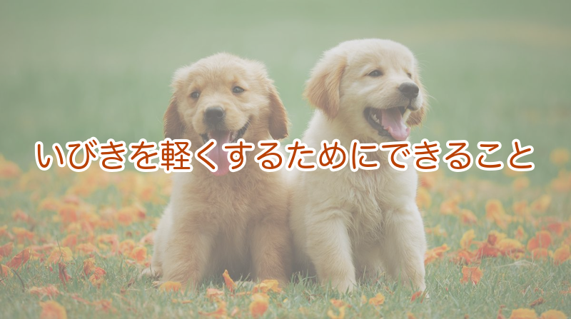 犬のいびきで受診したい目安と家庭の対策