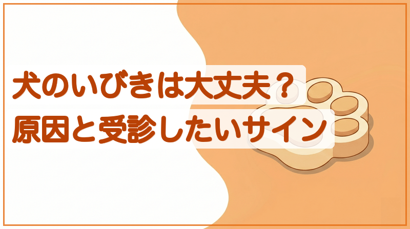 犬のいびきは病気？心配ないびきと危険ないびきの見分けをイメージできる記事のメイン画像