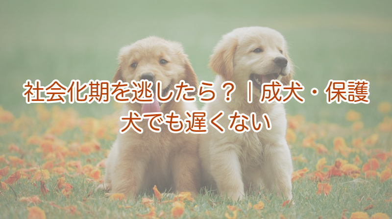 社会化期を逃した成犬・保護犬でも遅くない