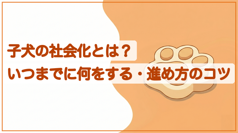 子犬の社会化とは？いつまでに何をする・進め方のコツをイメージできる記事のメイン画像