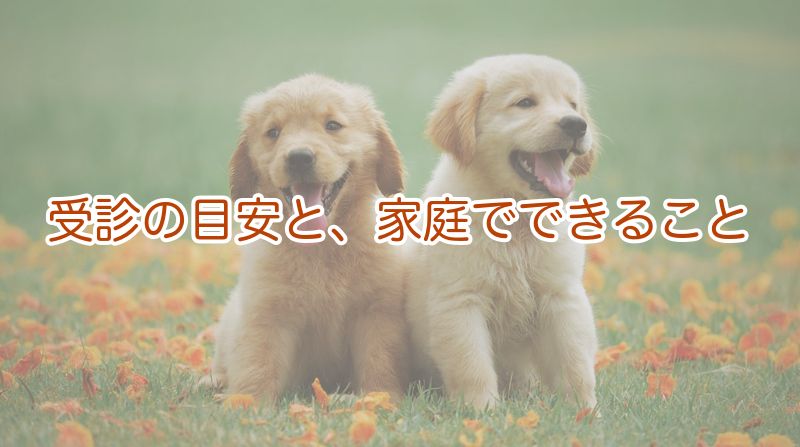 犬の軟便で受診したい目安と家庭の対応