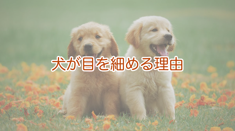 犬が目を細めるのはなぜか｜主な理由