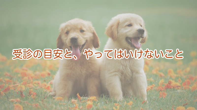 犬が目を細めるときの受診の目安とNG