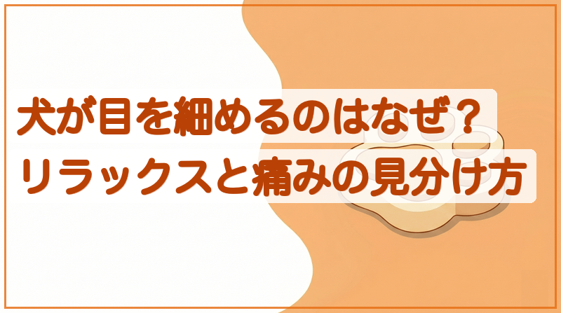 犬が目を細めるのはなぜ？リラックスと痛みの見分け方をイメージできる記事のメイン画像