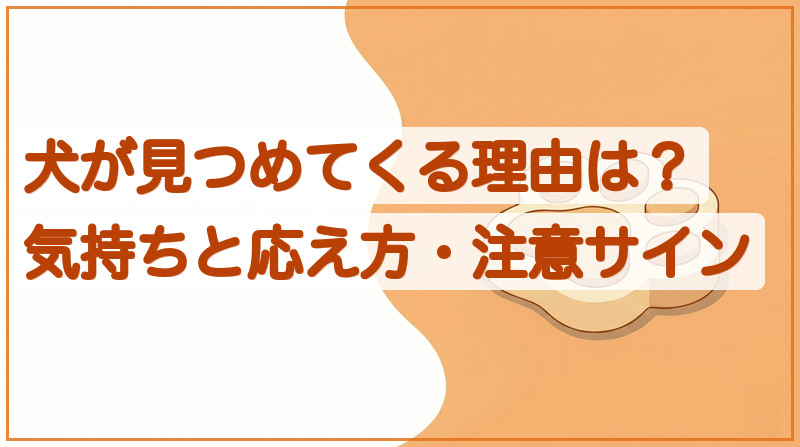 犬が見つめてくる理由は？気持ちと応え方・注意したいサインをイメージできる記事のメイン画像