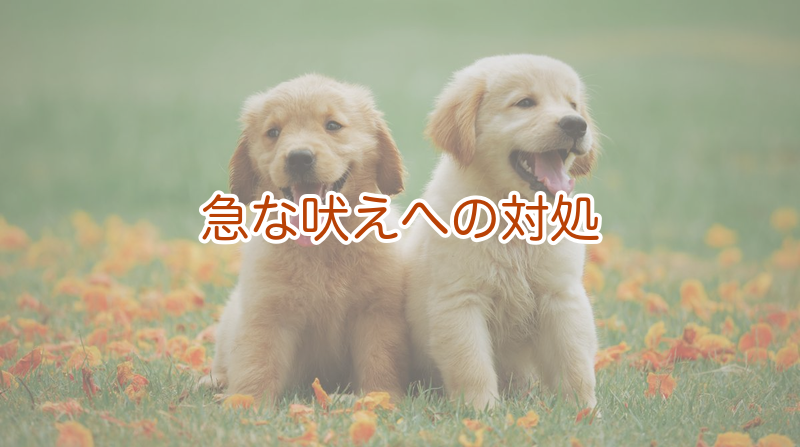急な吠えへの対処