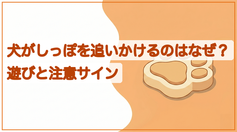 犬がしっぽを追いかけるのはなぜ？遊びと注意サインをイメージできる記事のメイン画像