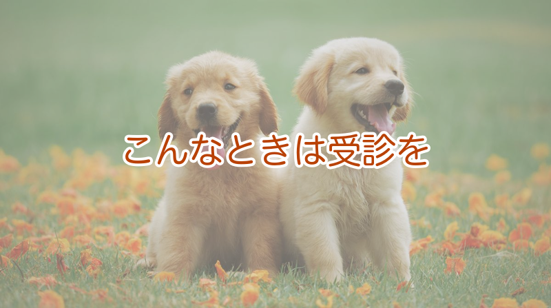 見た目だけじゃない？受診したいサイン
