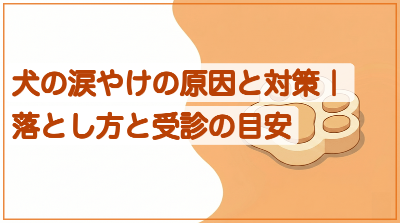 犬の涙やけの原因と対策｜落とし方と受診の目安をイメージできる記事のメイン画像
