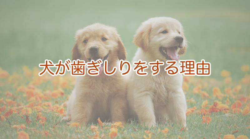 犬が歯ぎしり（ギリギリ）をする理由