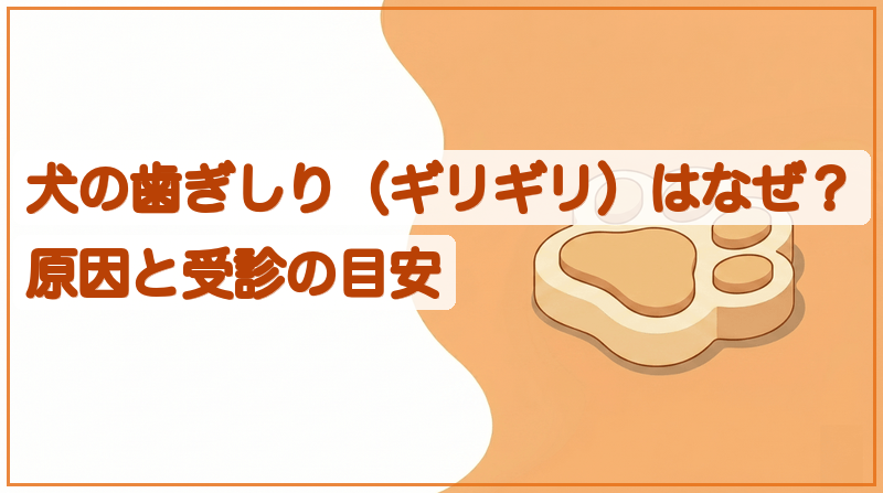 犬の歯ぎしり（ギリギリ）はなぜ？原因と受診の目安をイメージできる記事のメイン画像
