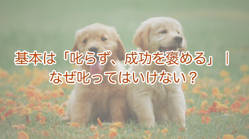 犬のトイレのしつけの基本｜叱らず褒めるコツ