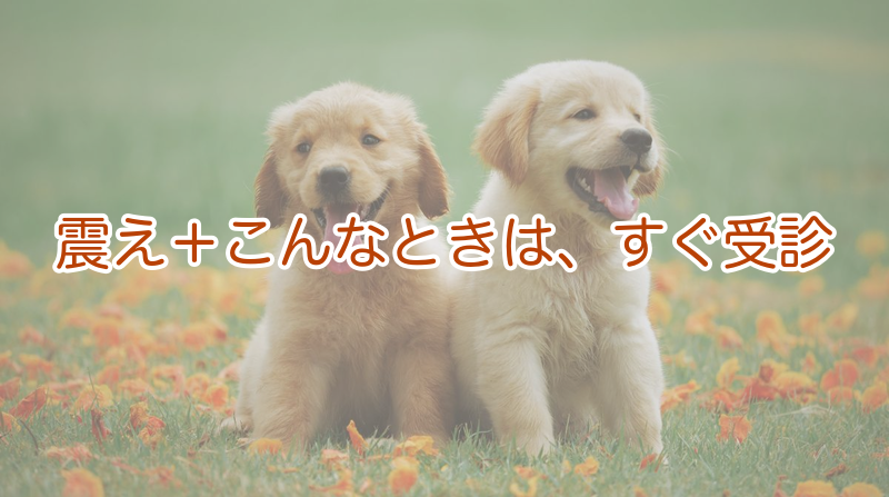 犬の危険な震え｜すぐ受診すべきサイン