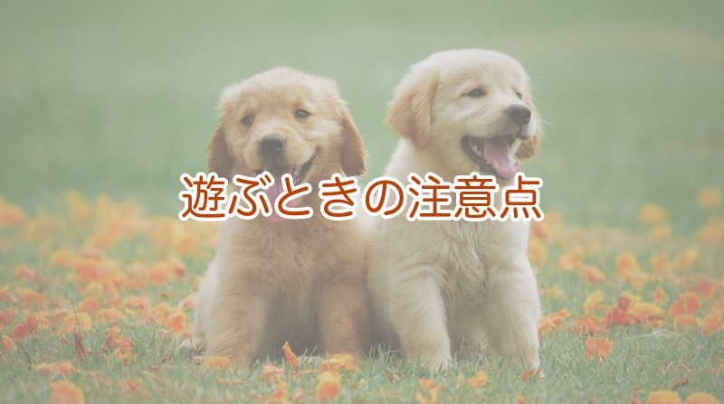 遊ぶときの注意点