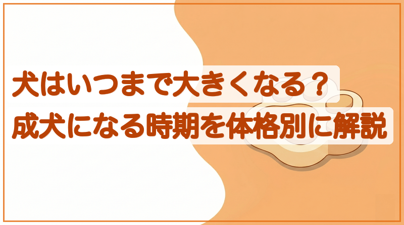 犬はいつまで大きくなる？成犬になる時期を体格別に解説をイメージできる記事のメイン画像