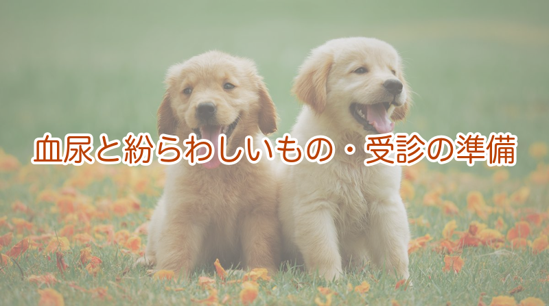 血尿と紛らわしいもの・受診の準備
