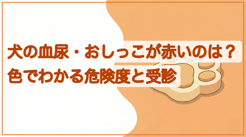 犬の血尿・おしっこが赤いのは？色でわかる危険度と受診をイメージできる記事のメイン画像