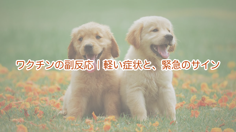 ワクチンの副反応｜軽い症状と、緊急のサイン