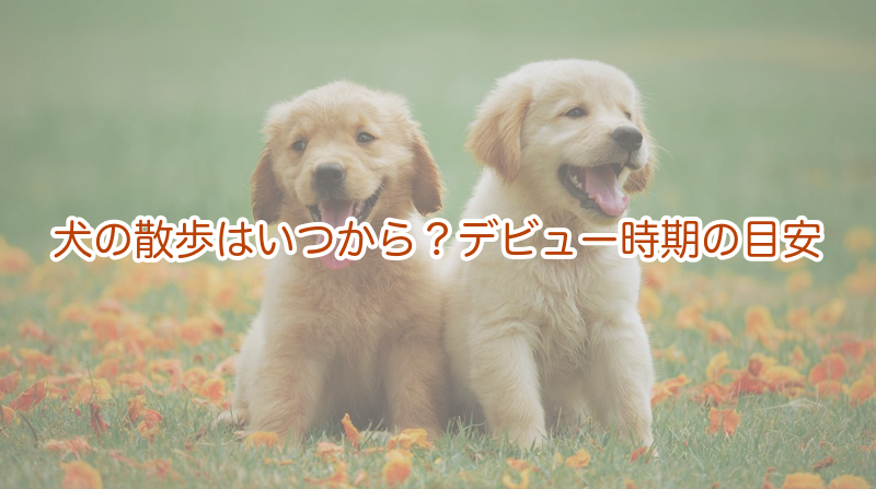 犬の散歩はいつから？デビュー時期の目安