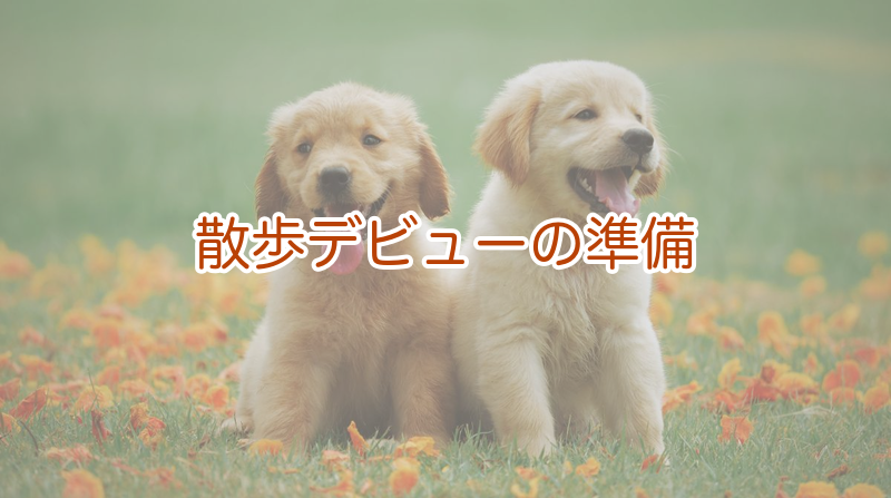 散歩デビューの準備