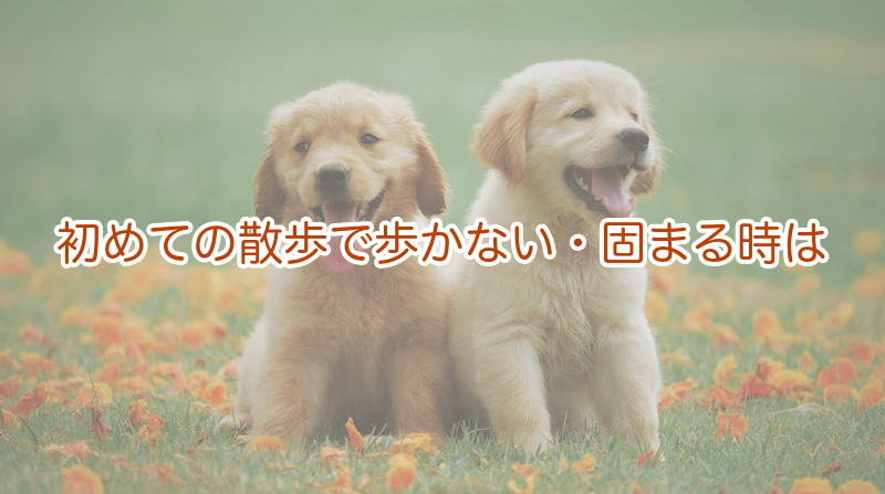 初めての散歩で歩かない・固まる時は