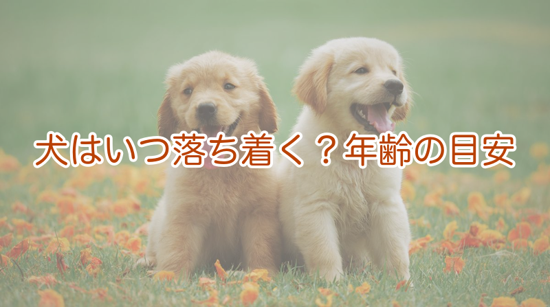 犬はいつ落ち着く？年齢の目安