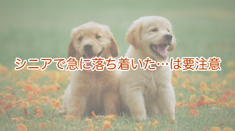 シニアで急に落ち着いた…は要注意