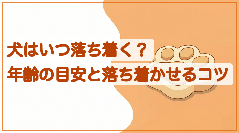 犬はいつ落ち着く？年齢の目安と落ち着かせるコツをイメージできる記事のメイン画像