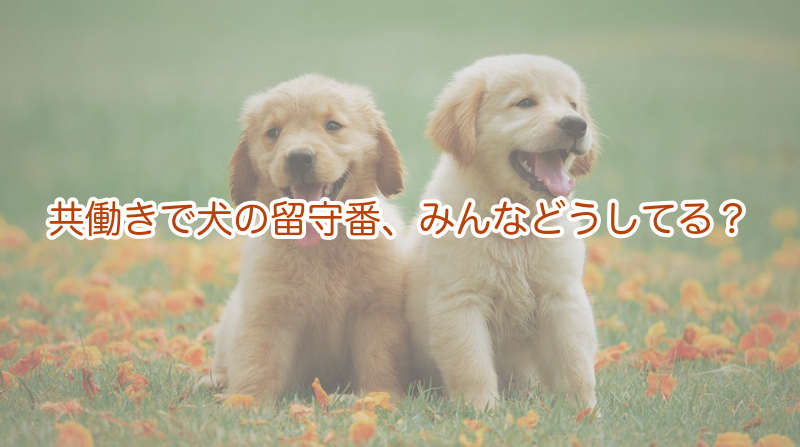 共働きで犬の留守番、みんなどうしてる？