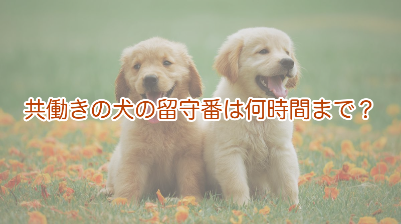 共働きの犬の留守番は何時間まで？