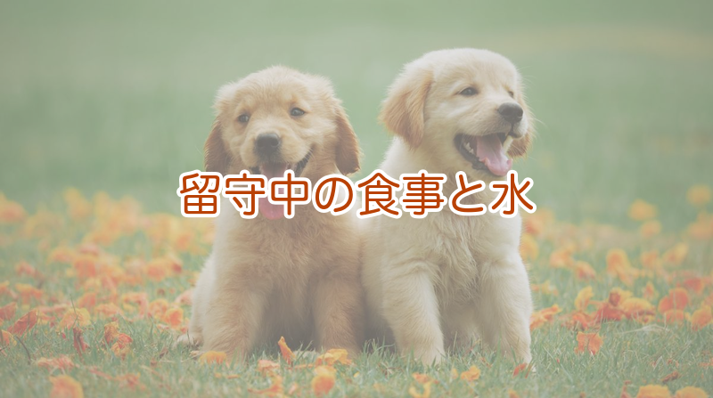 留守中の食事と水