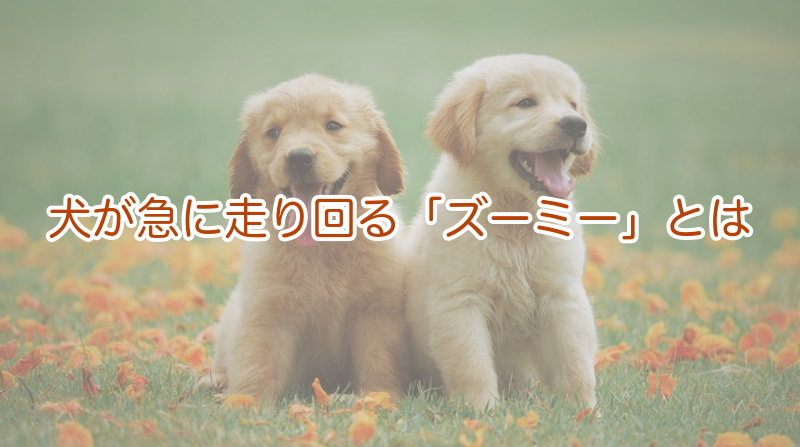 犬が急に走り回る「ズーミー」とは