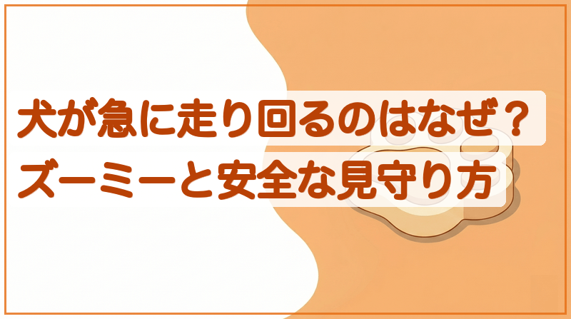 犬が急に走り回るのはなぜ？ズーミーと安全な見守り方をイメージできる記事のメイン画像
