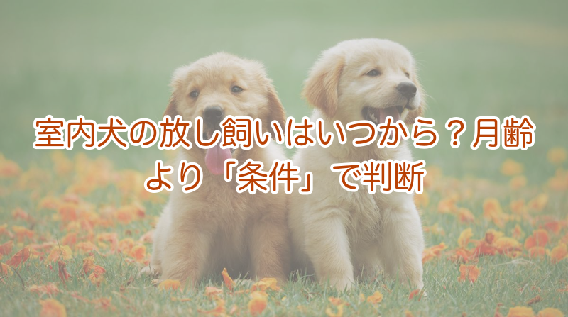 室内犬の放し飼いはいつから？月齢より「条件」で判断