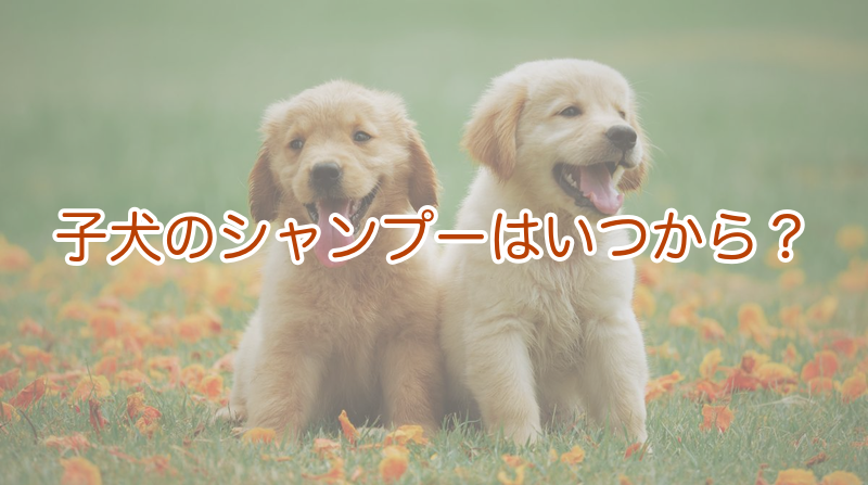 子犬のシャンプーはいつから？