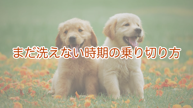 まだ洗えない時期の乗り切り方