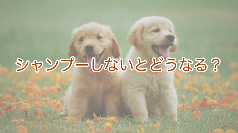 シャンプーしないとどうなる？