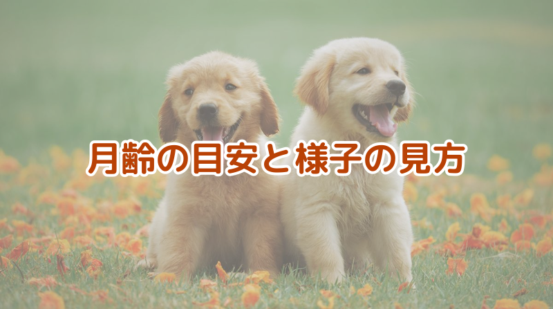 月齢の目安と様子の見方