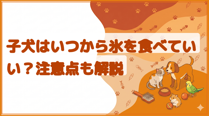 子犬はいつから氷を食べていい？注意点も解説をイメージできる記事のメイン画像