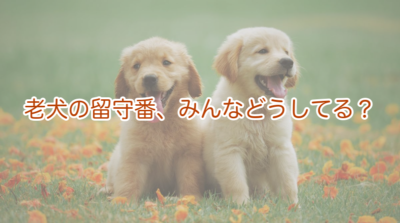 老犬の留守番、みんなどうしてる？