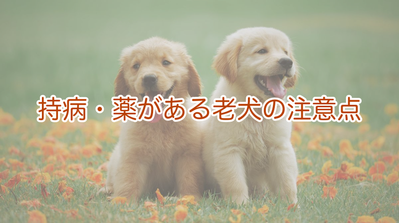 持病・薬がある老犬の注意点