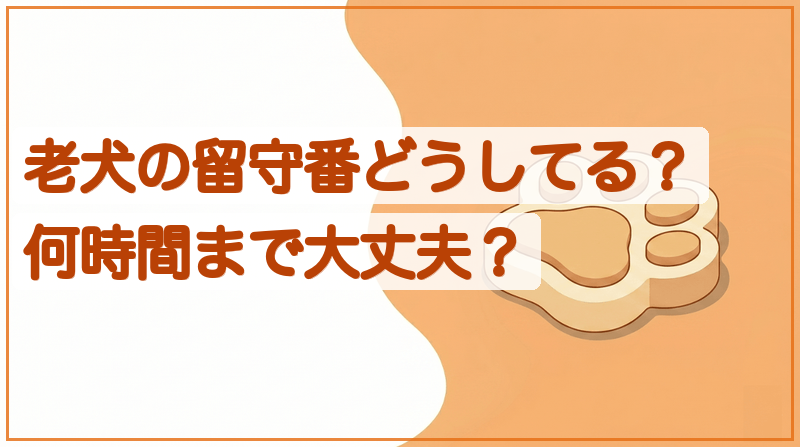 老犬の留守番どうしてる？何時間まで大丈夫かと対策をイメージできる記事のメイン画像